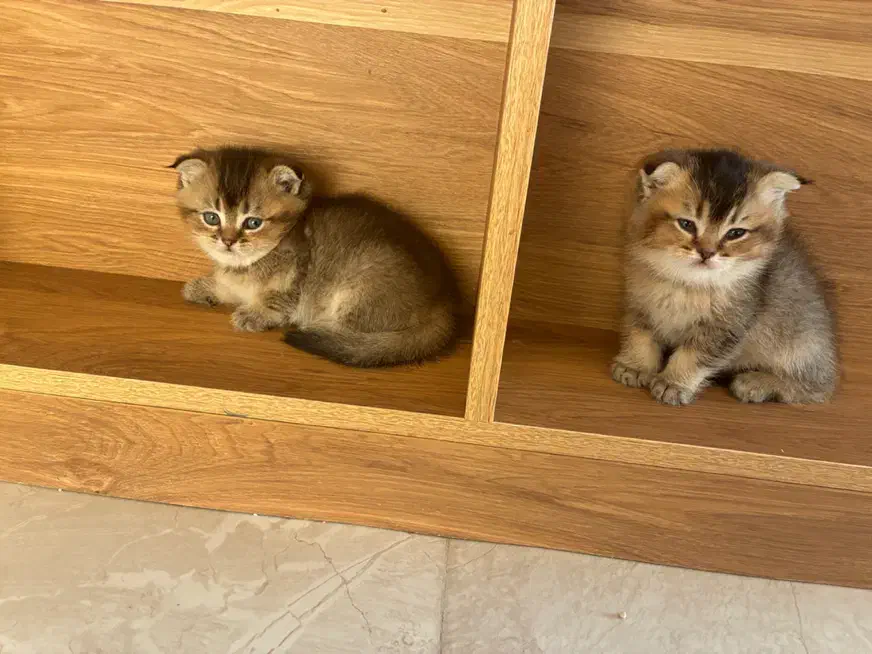 گربه های ملوس و خانگی|گربه|شیراز, پایانه مسافربری سعدی|دیوار