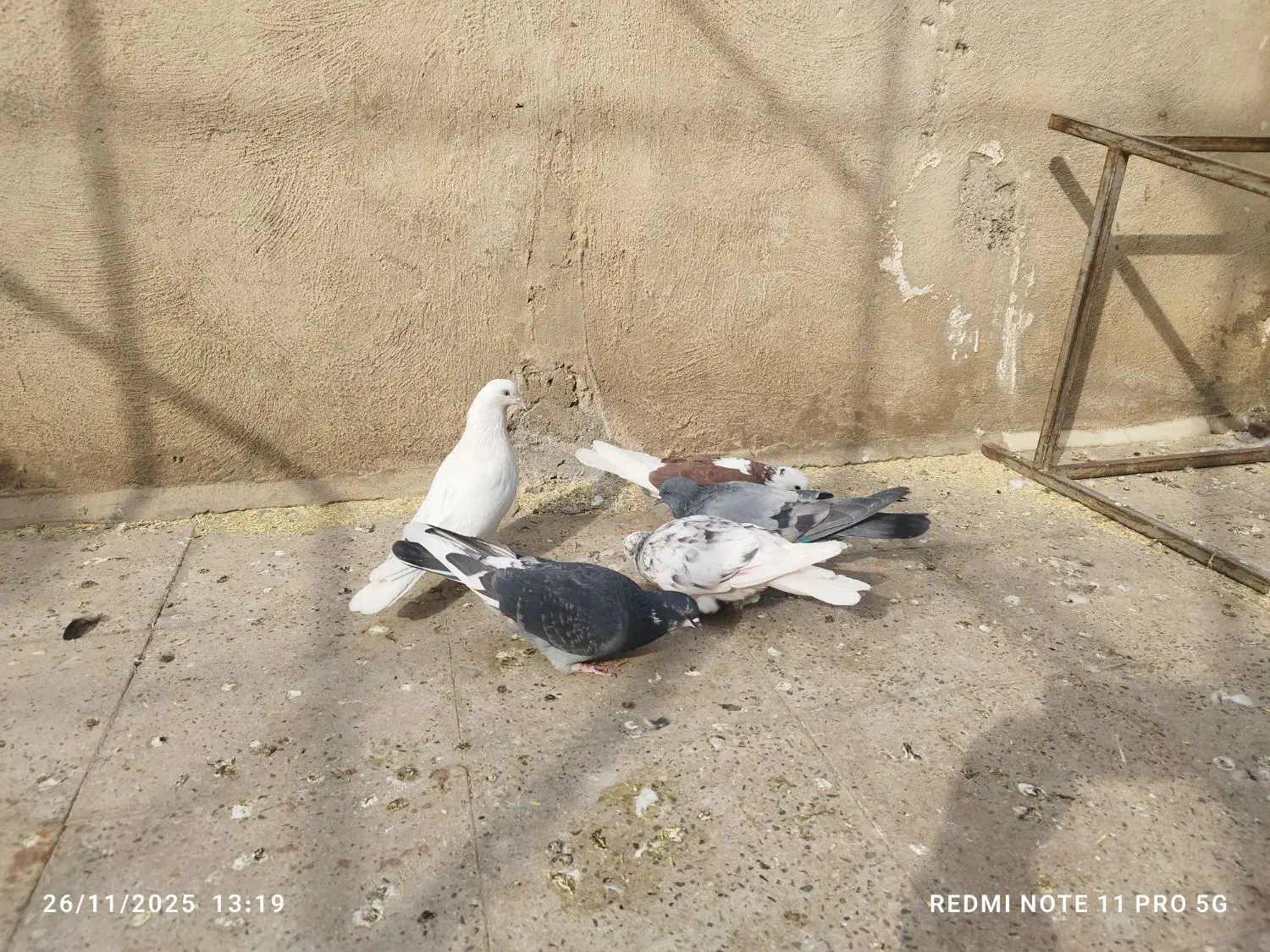 کبوتر پرشی اصل|پرنده|قرچک, زیبا شهر|دیوار