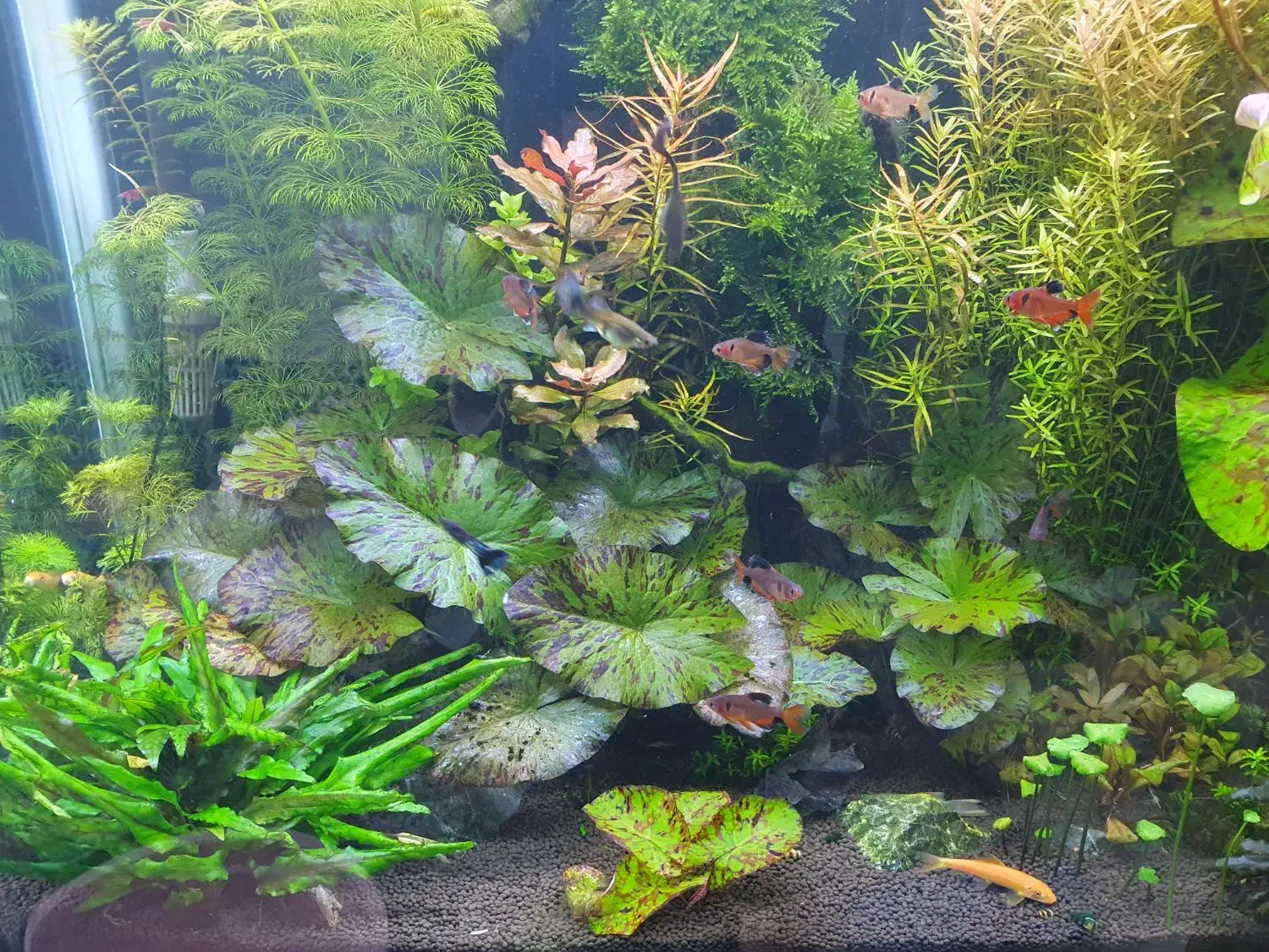 گیاه جذاب و محبوب نیلوفر تایگر|ماهی|جهرم, |دیوار