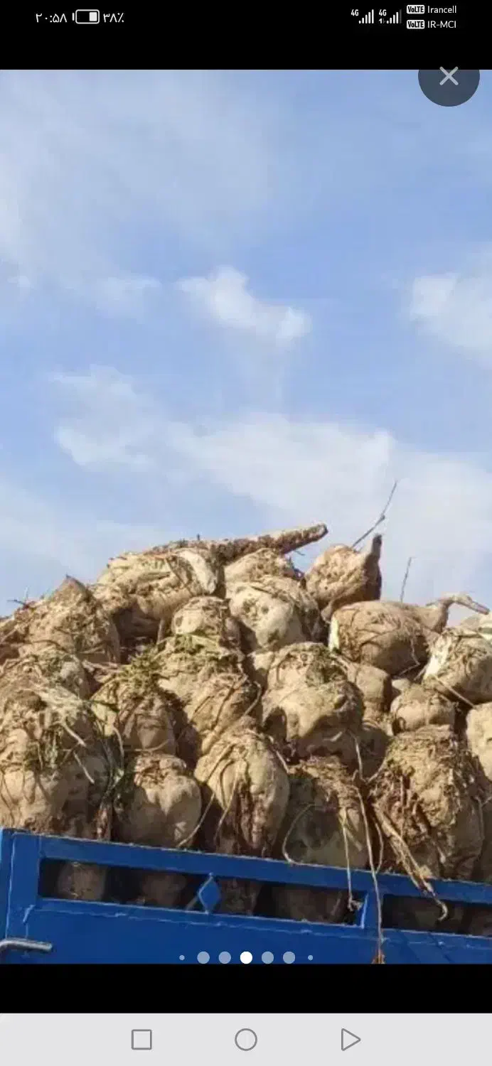 چغندرقند درجه یک|لوازم جانبی حیوانات|گناباد, |دیوار