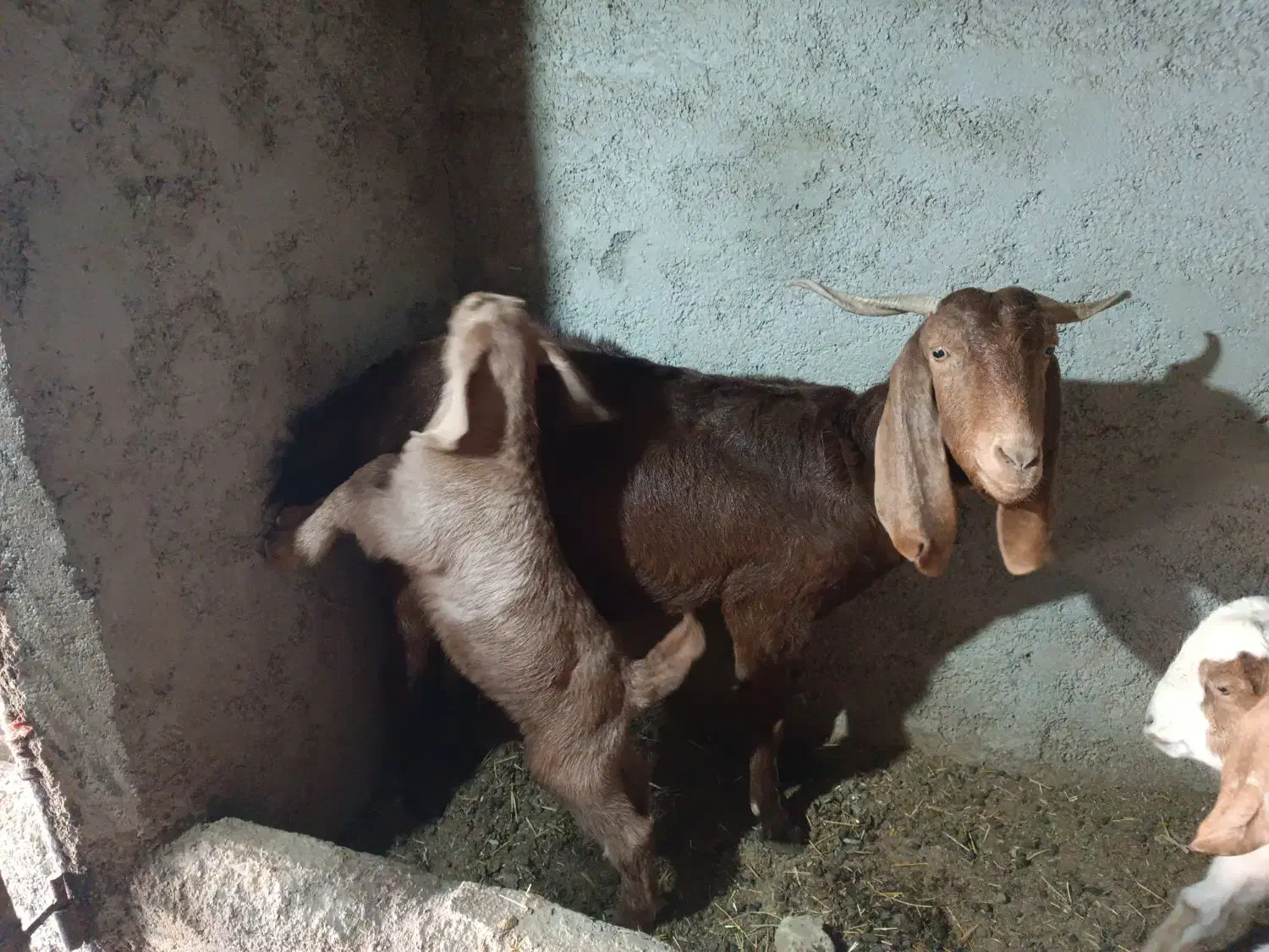 فروش میش و بز|حیوانات مزرعه|سمنان, |دیوار