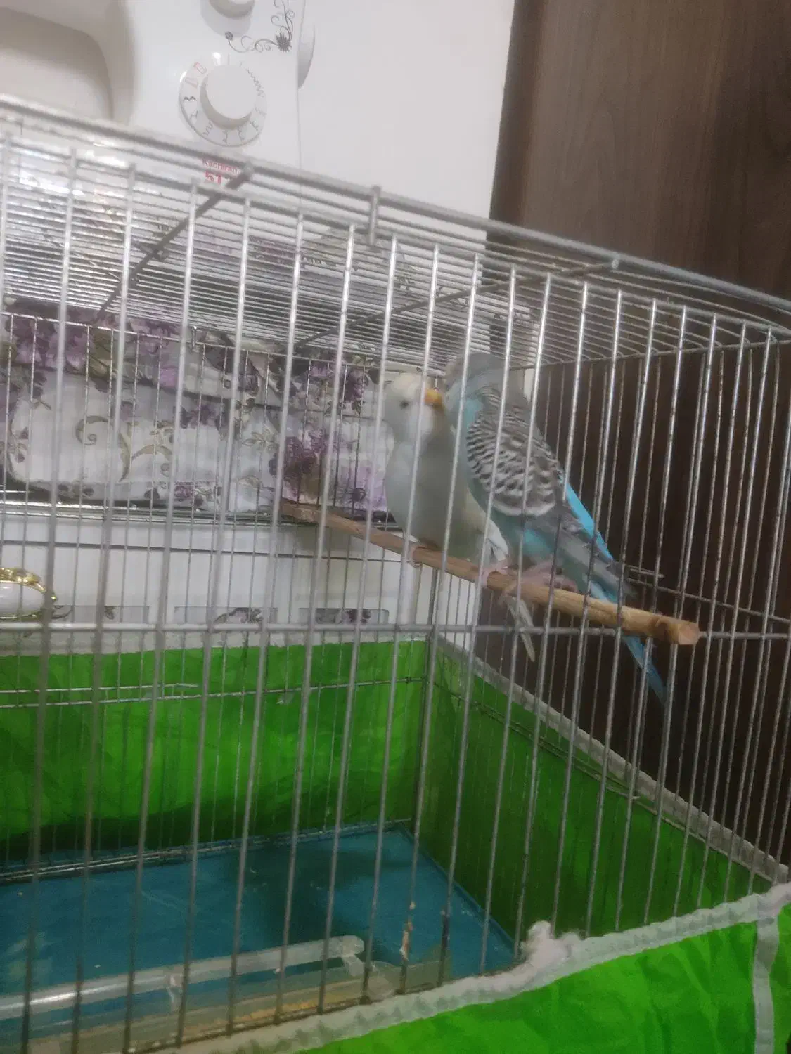 مرغ عشق|پرنده|وحیدیه, |دیوار