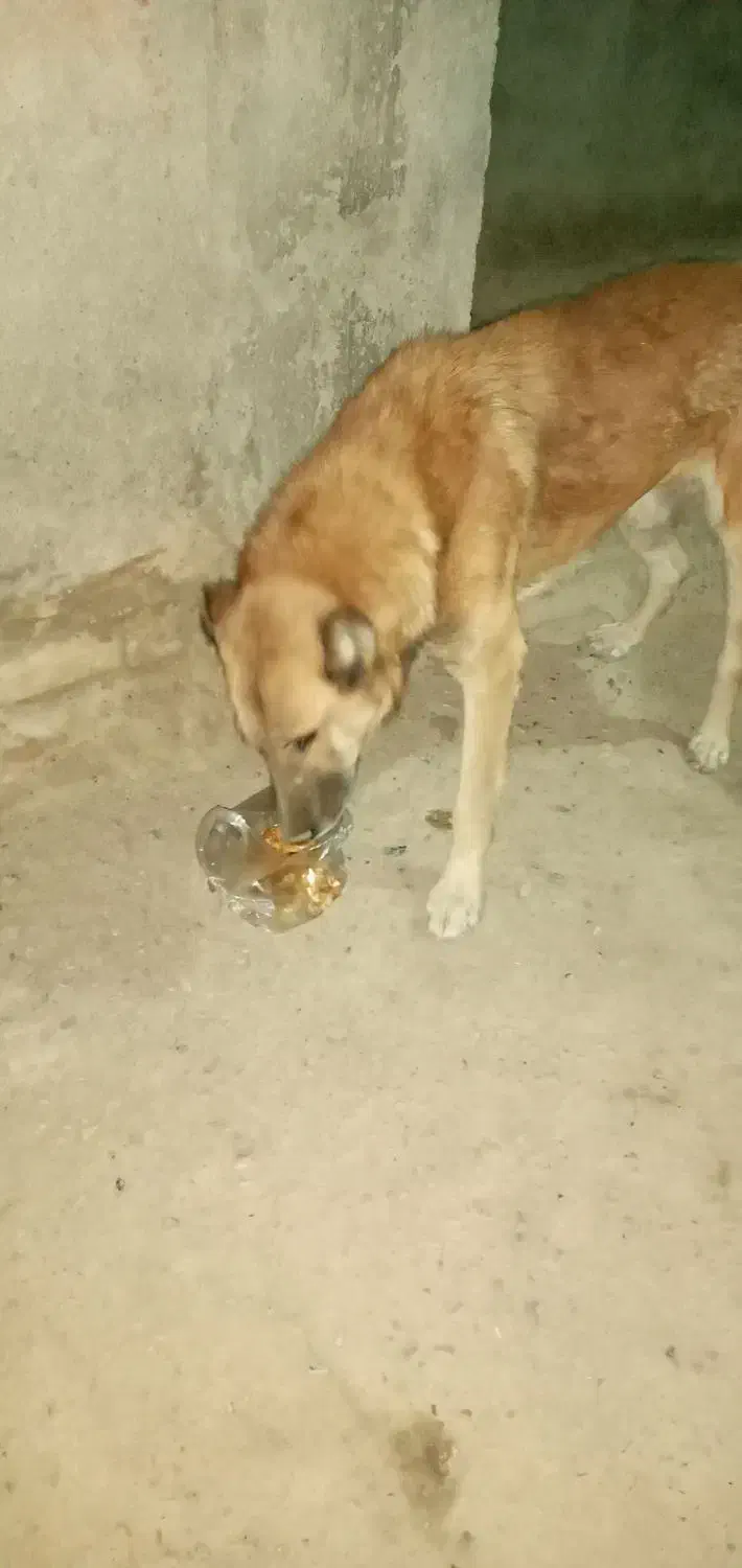 سگ نگهبان|سگ|مشهد, کارده|دیوار