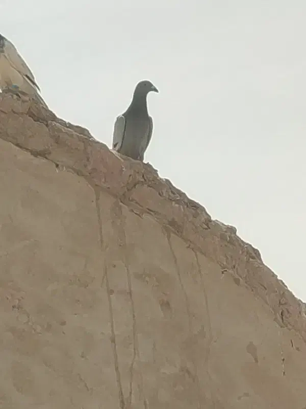 500|پرنده|هامون, |دیوار