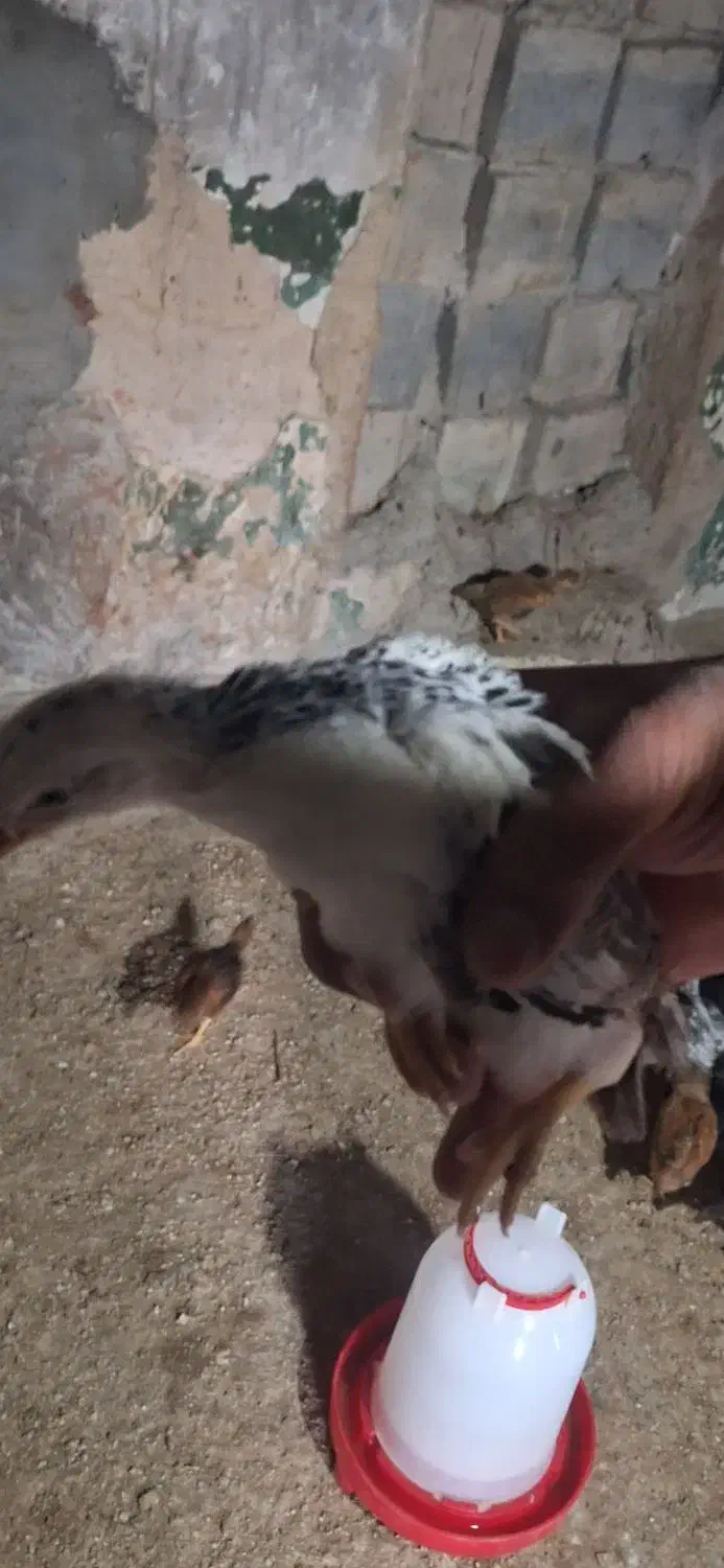 جوجه مرغ محلی ۴۰ روزه|حیوانات مزرعه|جم, |دیوار