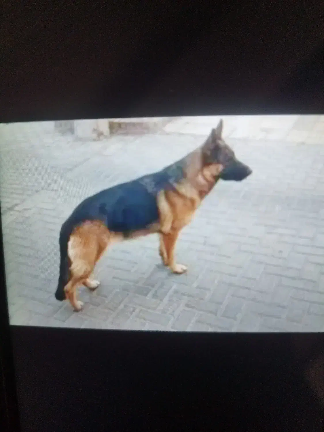 سه تا سگ|سگ|ایلام, |دیوار