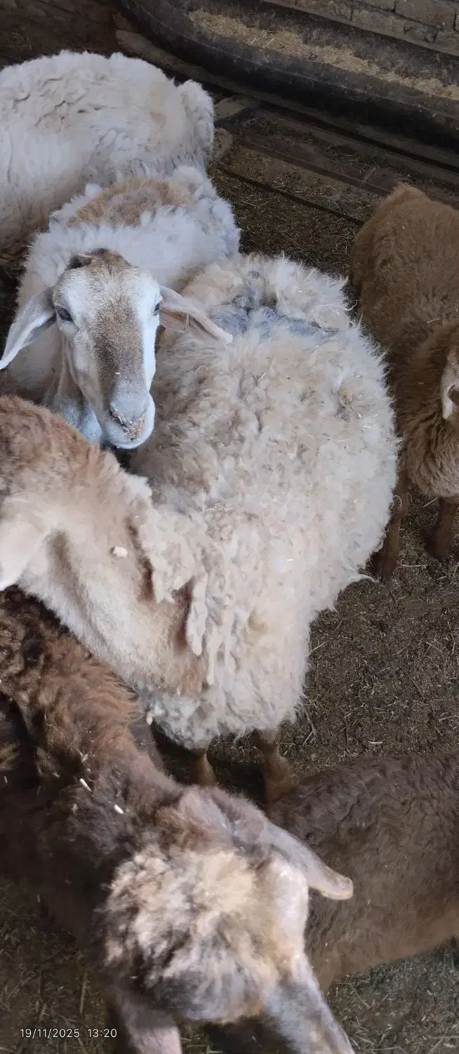 میش بره دار یکی نر یکی ماده بره بزرگ|حیوانات مزرعه|آشخانه, |دیوار