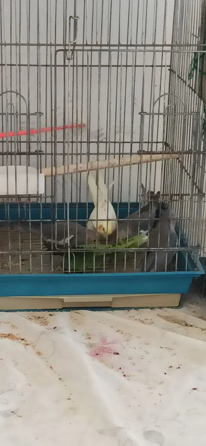 عروس هلندی|پرنده|بجنورد, |دیوار