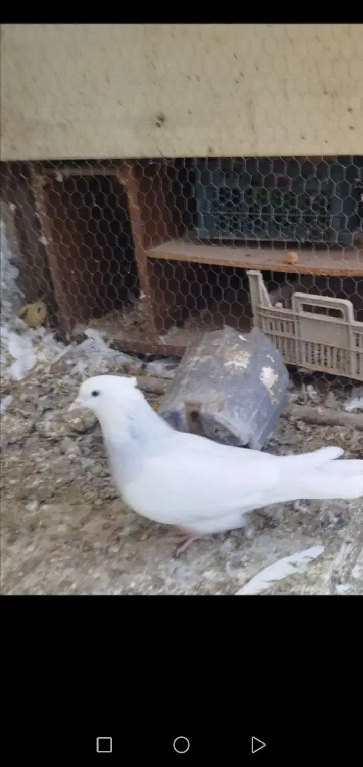 طوق آبی|پرنده|بیرجند, |دیوار