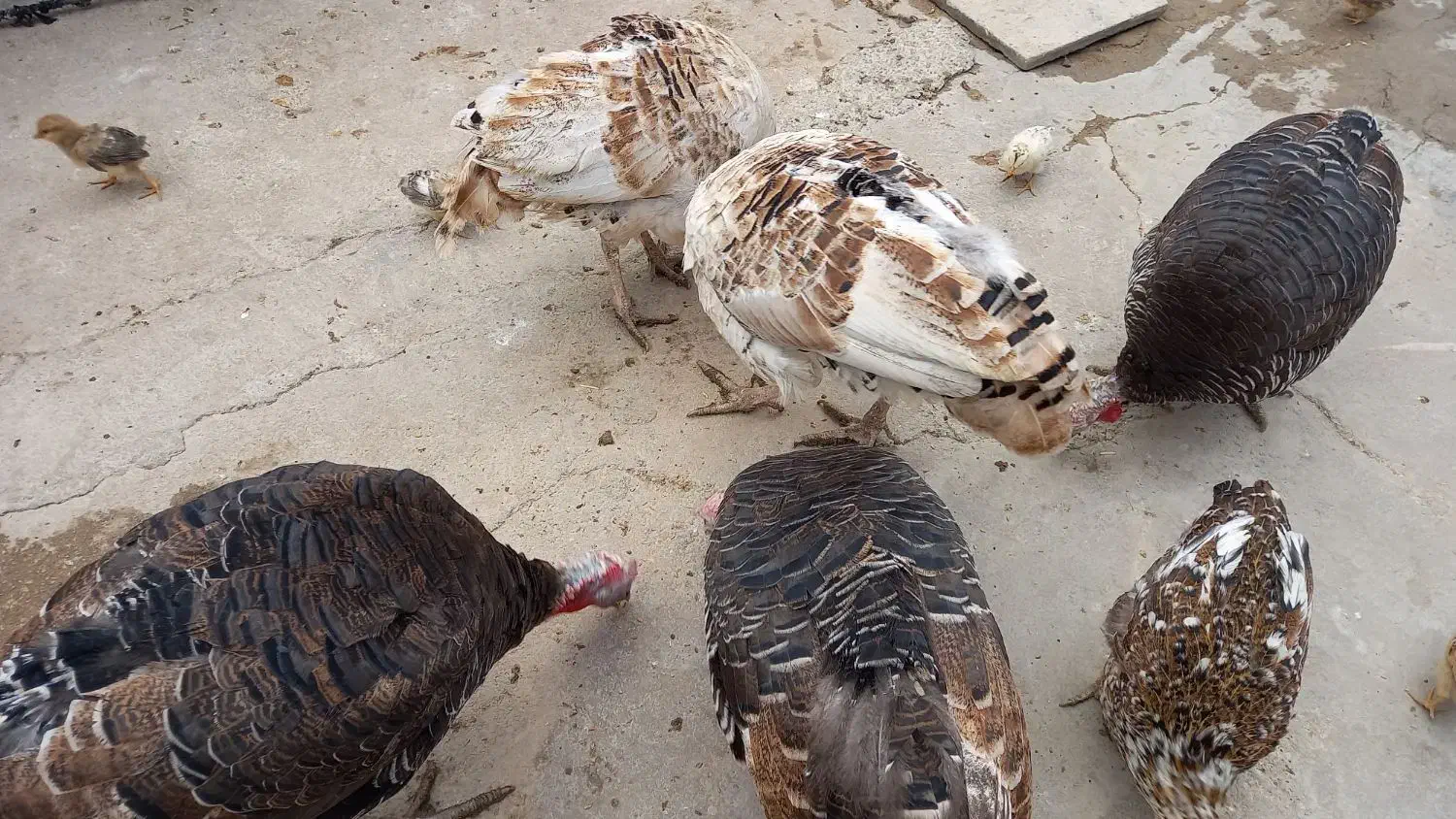 بوقلمون نر و ماده|حیوانات مزرعه|ایذه, |دیوار