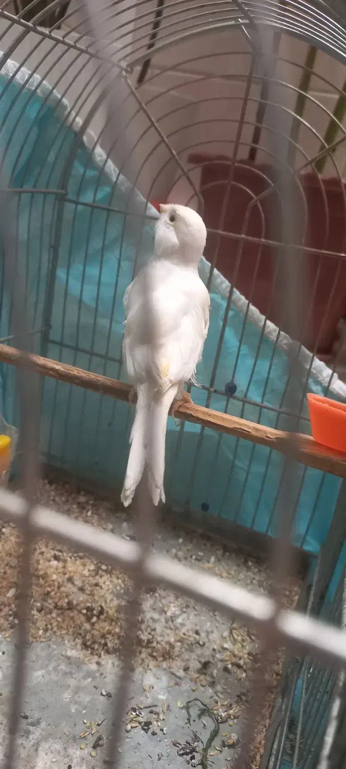 قناری ماده هوش هوش|پرنده|کرمانشاه, |دیوار