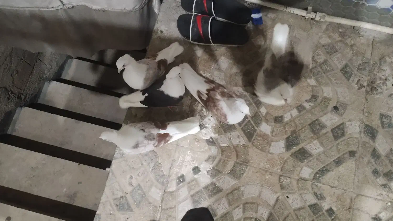 کبوتر|پرنده|خرمآباد, |دیوار