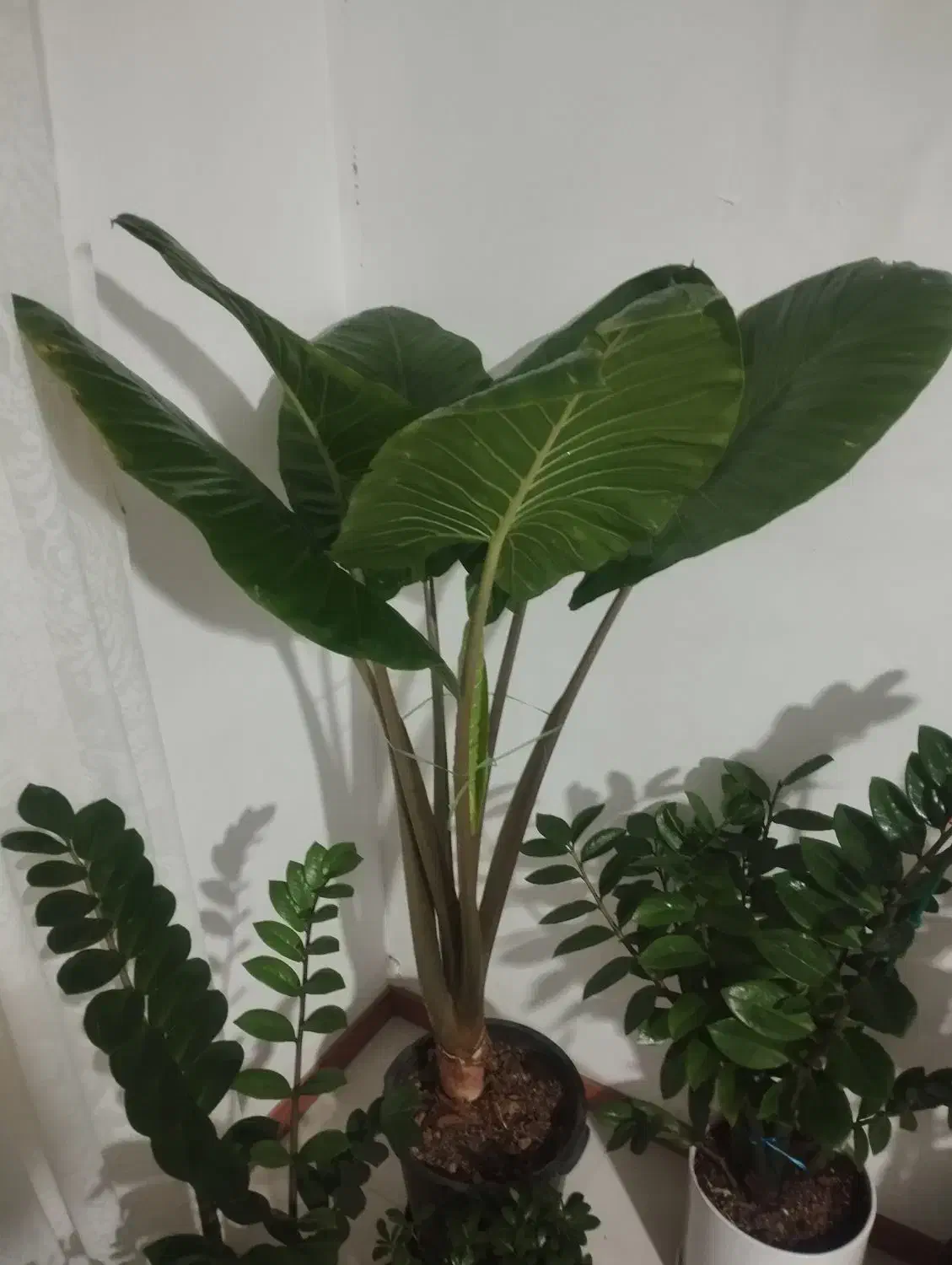 گل و گیاه اپارتمانی|گل و گیاه طبیعی|گلبهار, شهر جدید گلبهار|دیوار