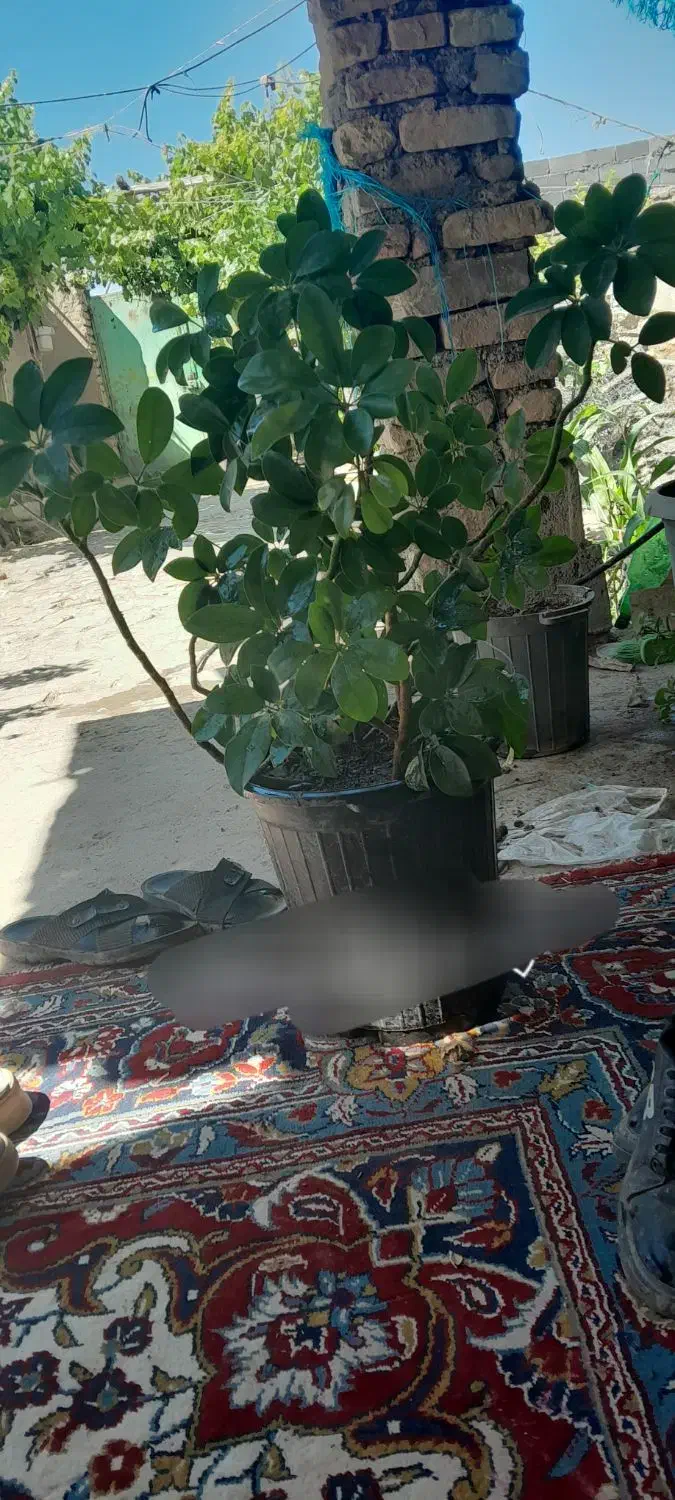 گل طبیعی|گل و گیاه طبیعی|چناران, |دیوار