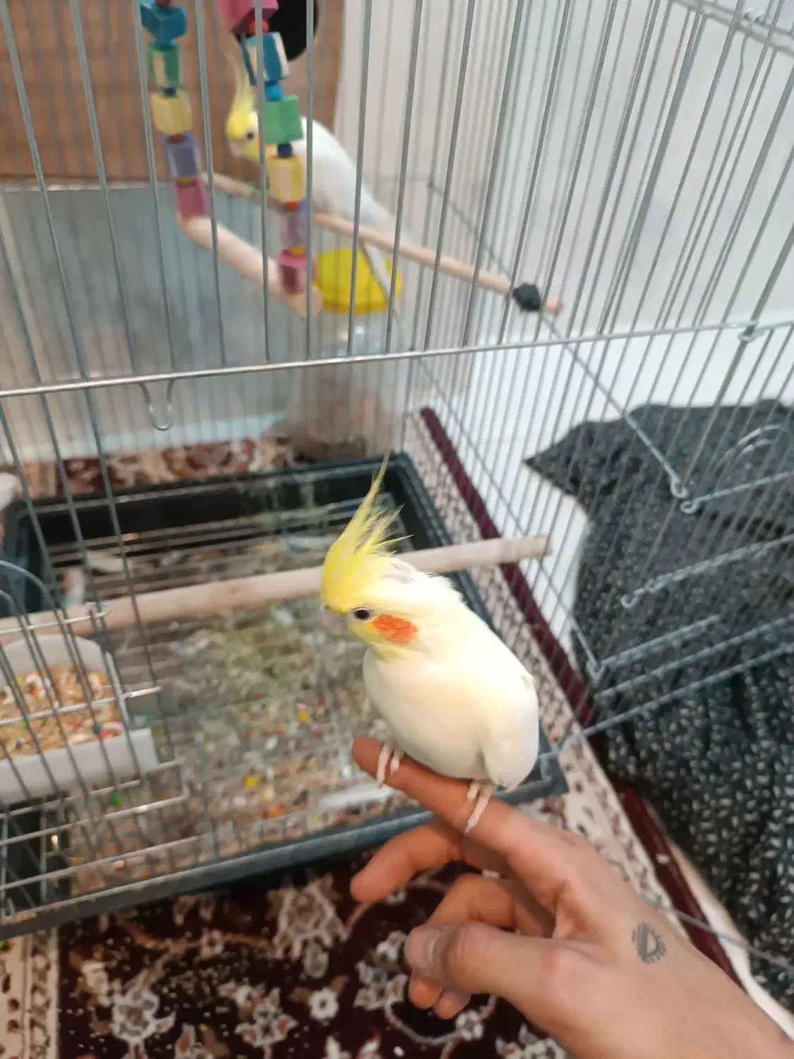 عروس هلندی جفت مولد|پرنده|دورود, |دیوار