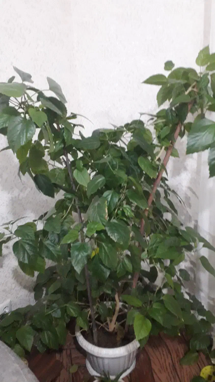 گل خانگی|گل و گیاه طبیعی|اردبیل, |دیوار