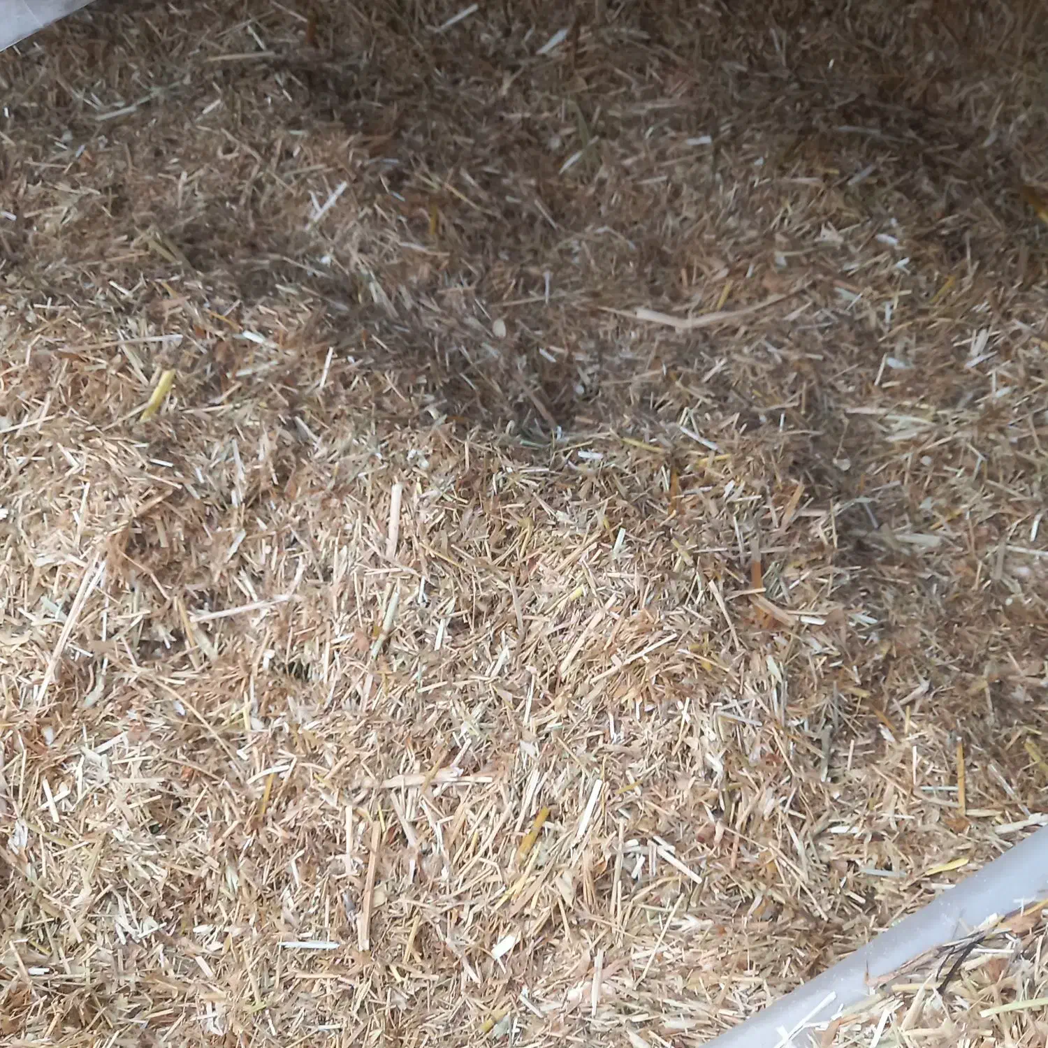 کاه سیاه دانه وعدس|لوازم جانبی حیوانات|قشلاق دشت, |دیوار