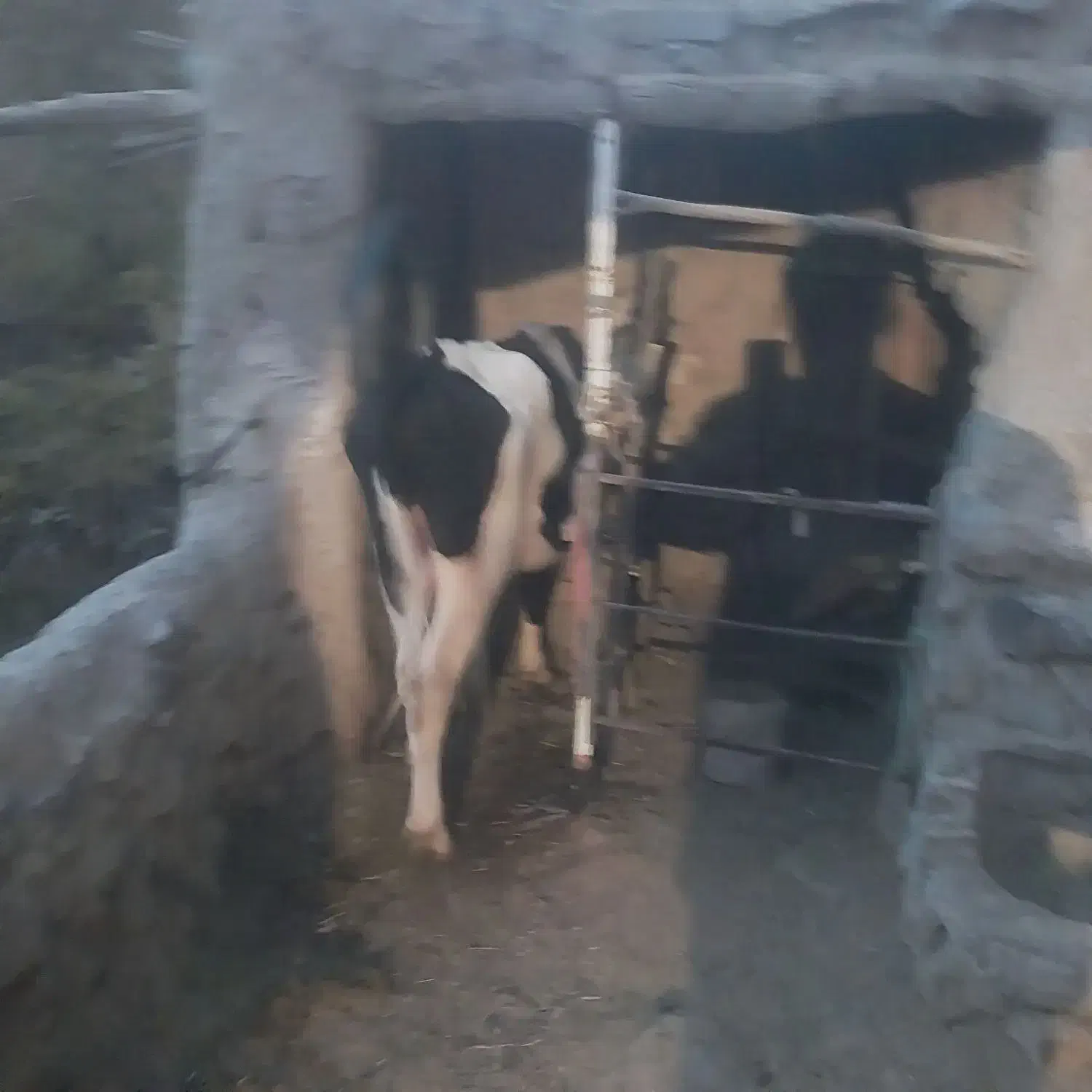 یک عدد نر گاو|حیوانات مزرعه|جلگه ماژان, |دیوار