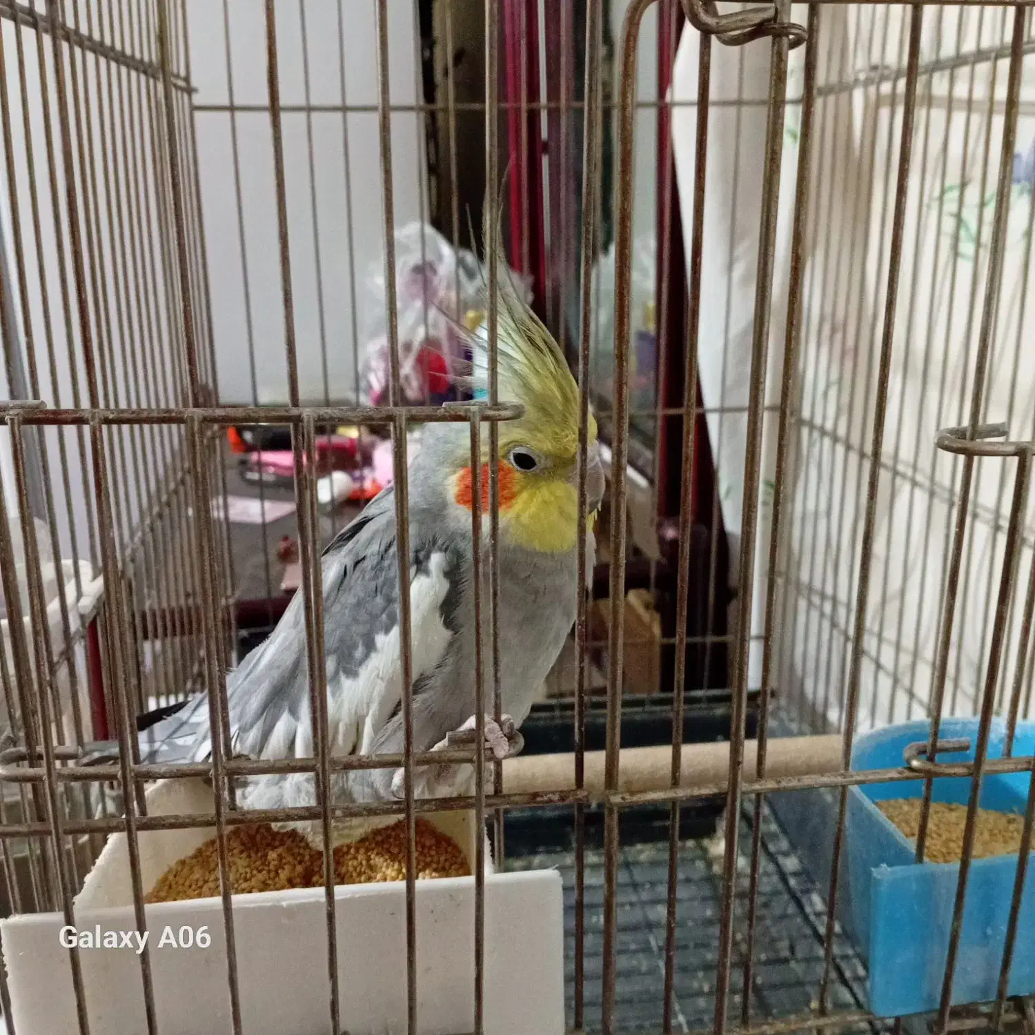 عروس هلندی سخنگو|پرنده|پردیس, فاز ۱۱|دیوار