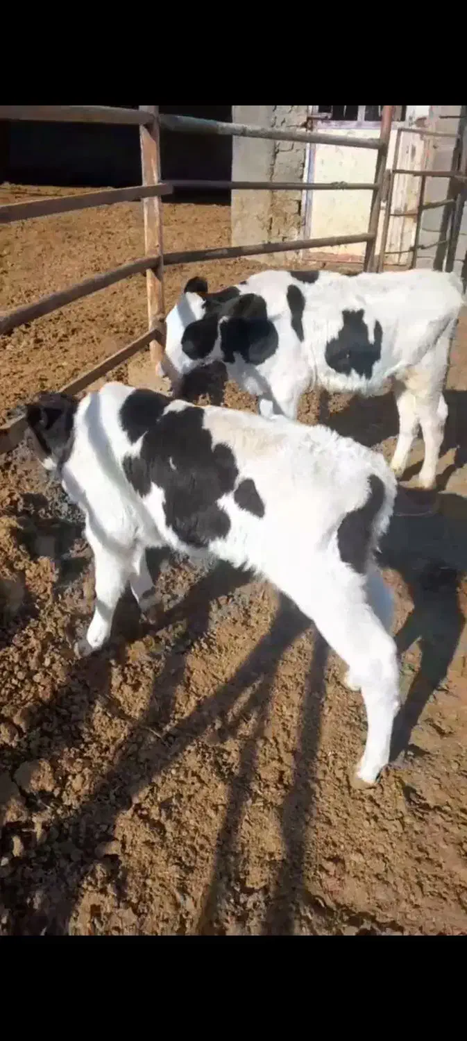 گوساله نر دو راس|حیوانات مزرعه|تربتحیدریه, طالقانی|دیوار