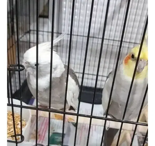 عر‌وس هلند‌ی جفت‌ مولد‌|پرنده|شاهدشهر, |دیوار