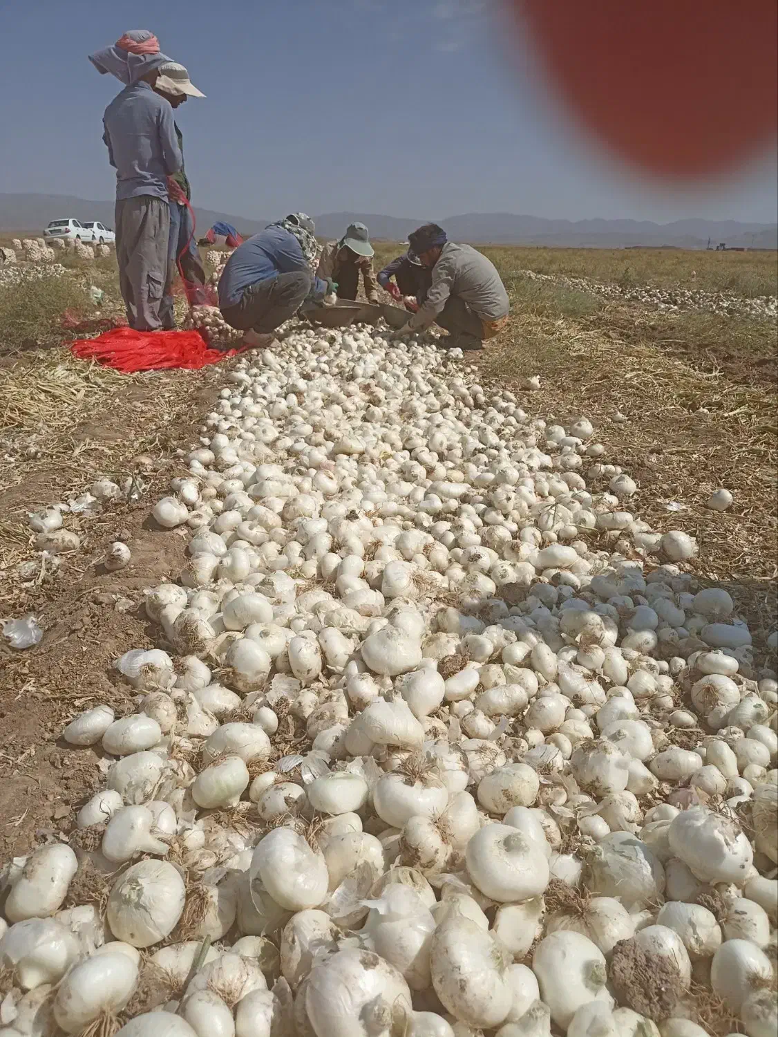 پیاز سفید محلی درجه 1|خوردنی و آشامیدنی|تربتحیدریه, کلاته توکلی|دیوار