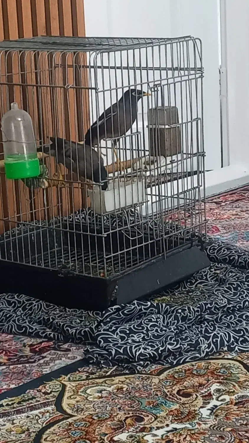 مرغ مینا سخنگو|پرنده|قدس, شهر‌قدس|دیوار