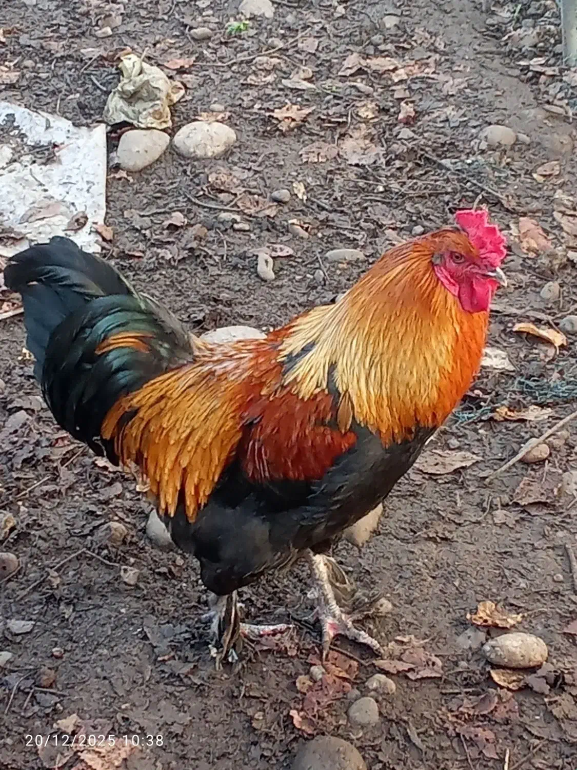 خروس سلطان|حیوانات مزرعه|رشت, نیروی دریایی|دیوار