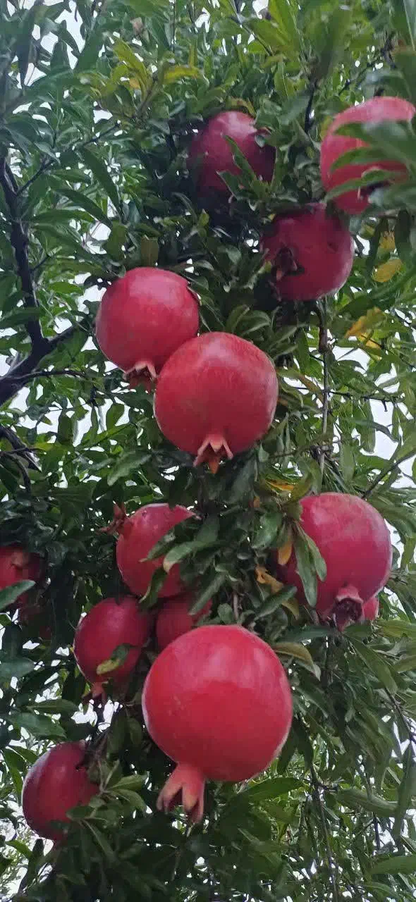 انار ملس ممتاز|عمدهفروشی|کردکوی, |دیوار