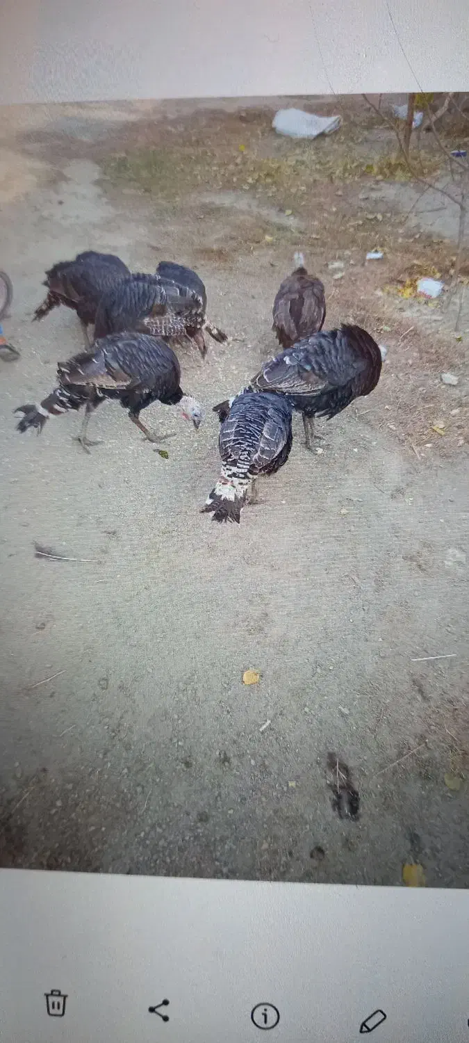 بوقلمون محلی|حیوانات مزرعه|صومای برادوست, |دیوار