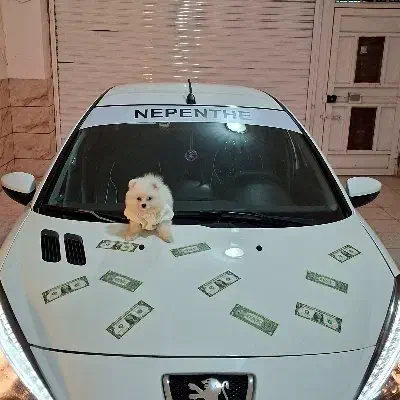 گمشده|حیوانات|کرمانشاه, |دیوار