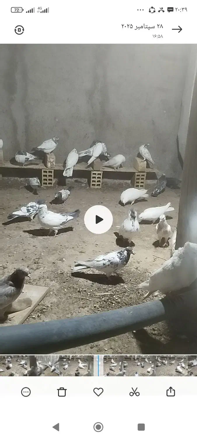 تعدادی کبوتر پرشی و مرغ محلی تخم گذار|پرنده|الیگودرز, |دیوار