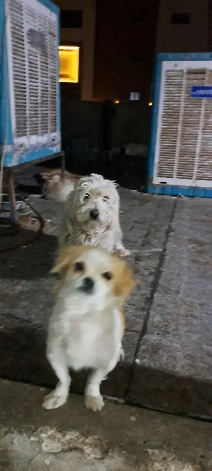 ۲عدد سگ معاوضه|سگ|اصفهان, بهارستان|دیوار