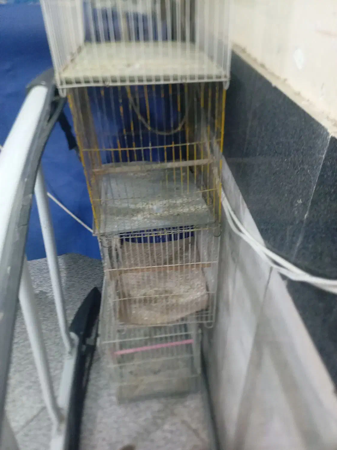 قفس|لوازم جانبی حیوانات|سبزوار, چهارراه فرودگاه|دیوار