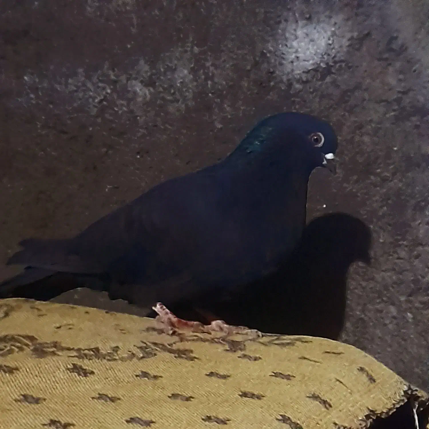 طوقی ماده|پرنده|اردبیل, |دیوار