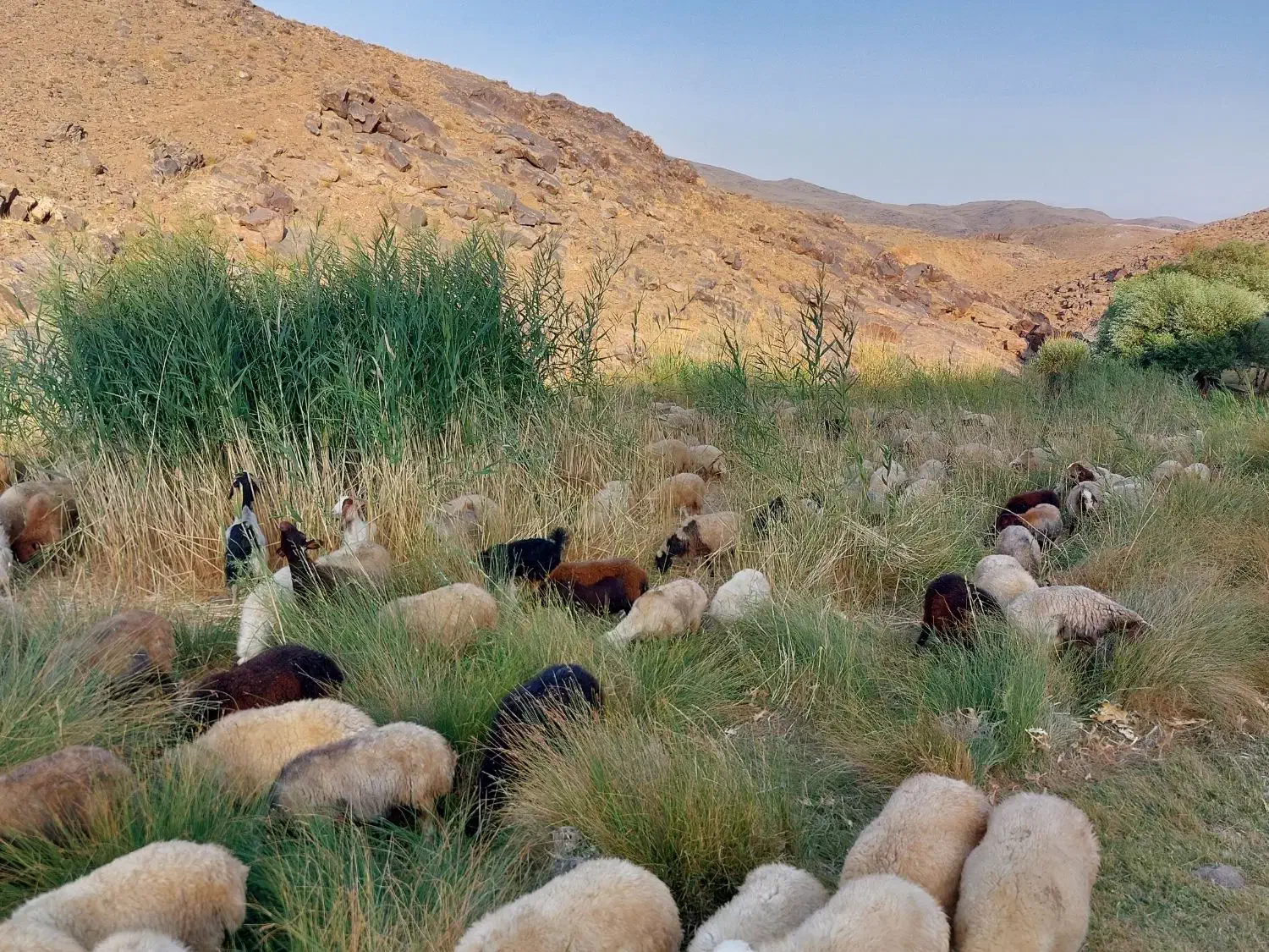 کارگر جهت چوپانی|استخدام سرایداری و نظافت|خمین, |دیوار