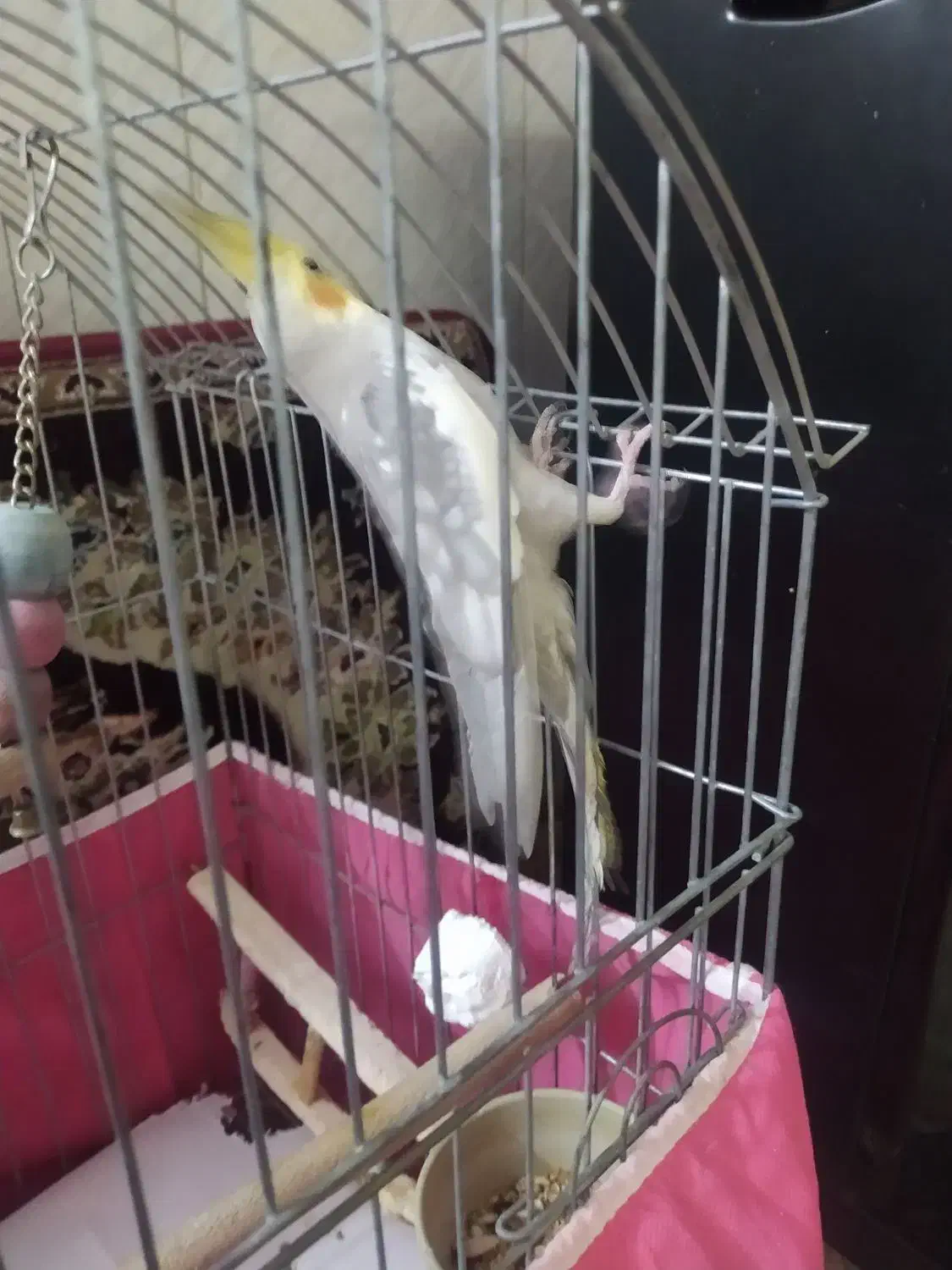 عروس هلندی نر دستی|پرنده|فولادشهر, B7|دیوار