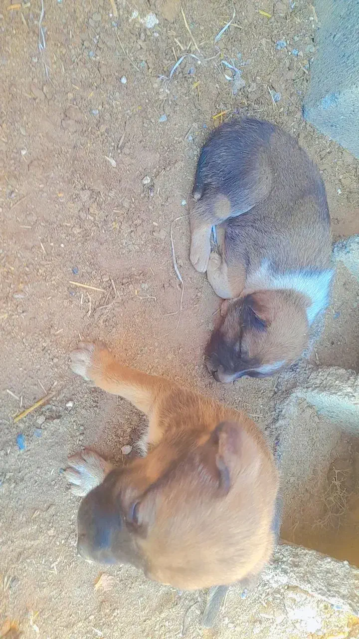 توله گله ای|سگ|تربت جام, معدآباد|دیوار