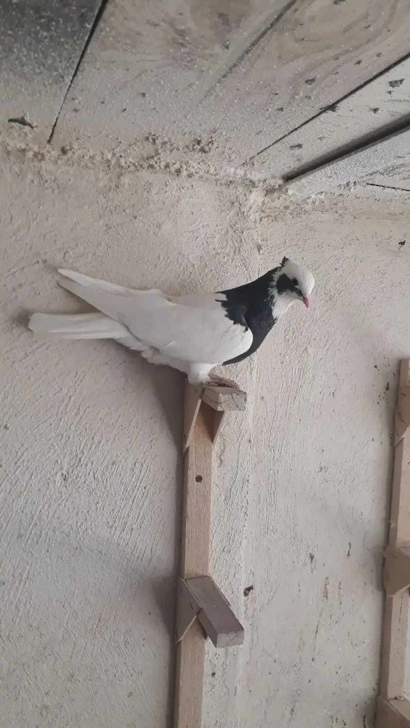 کبوتر زرقان|پرنده|شیراز, رکنآباد|دیوار