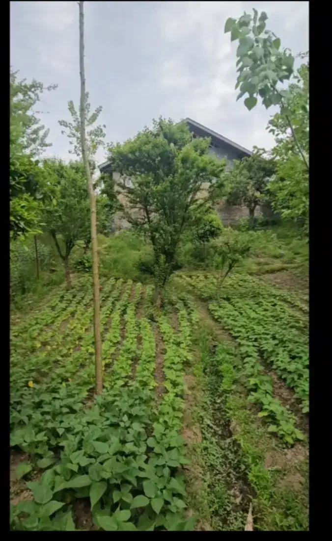 لاهیجان دو خواب ویلا باغ سند تک برگ|فروش خانه و ویلا|لاهیجان, بوجایه|دیوار