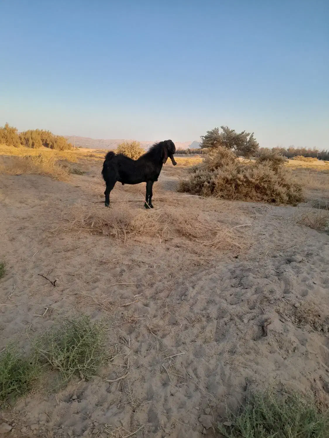 پاچن اصل نسل دار|حیوانات مزرعه|ریگ ملک, |دیوار