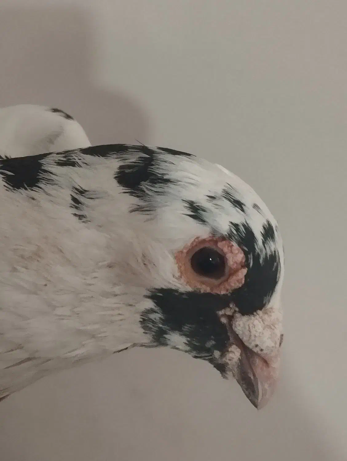 چهارتا کبوتر|حیوانات|کلاله, |دیوار