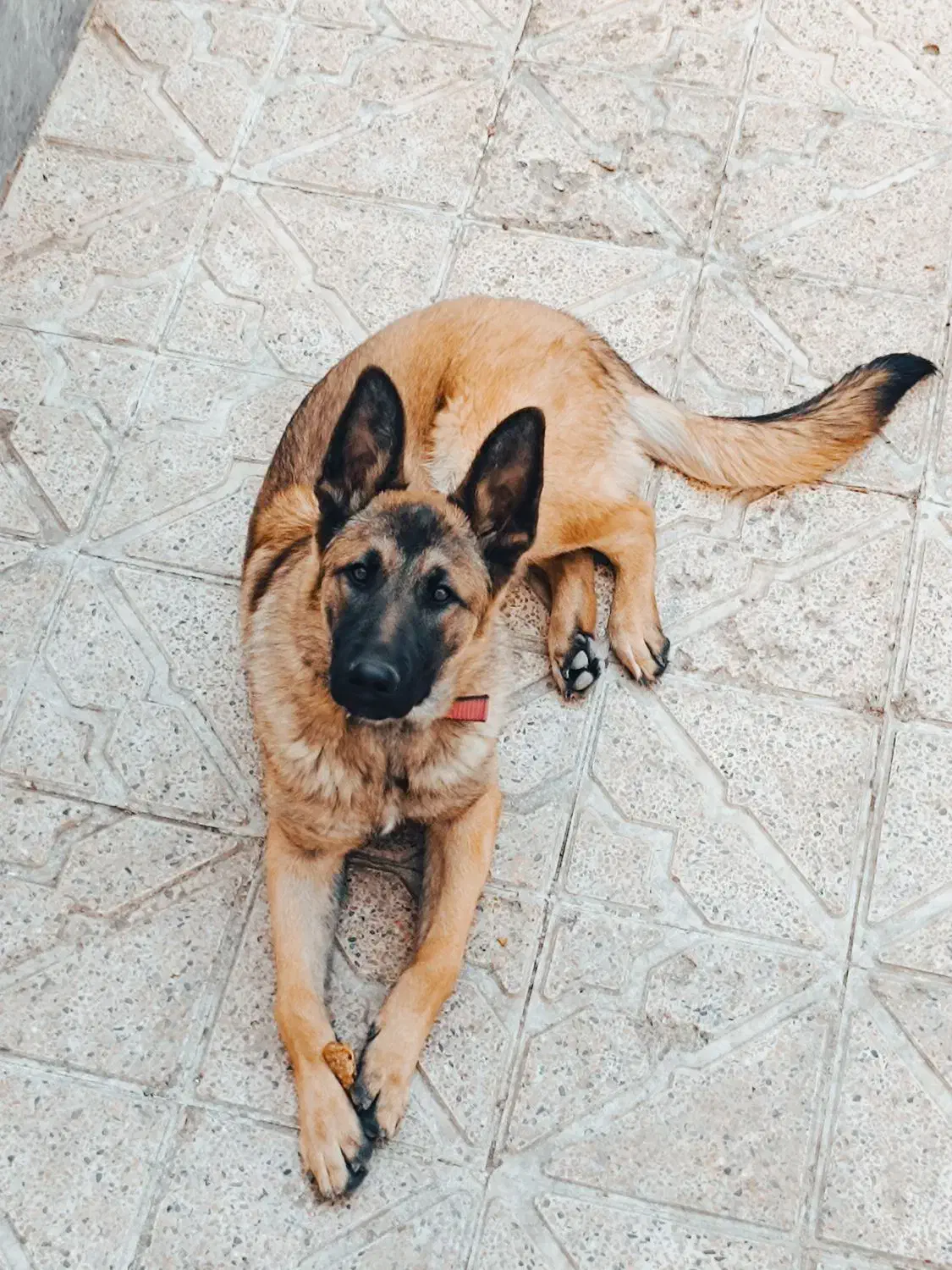 توله ۷ ماهه ژرمن ایکس|سگ|اردبیل, |دیوار