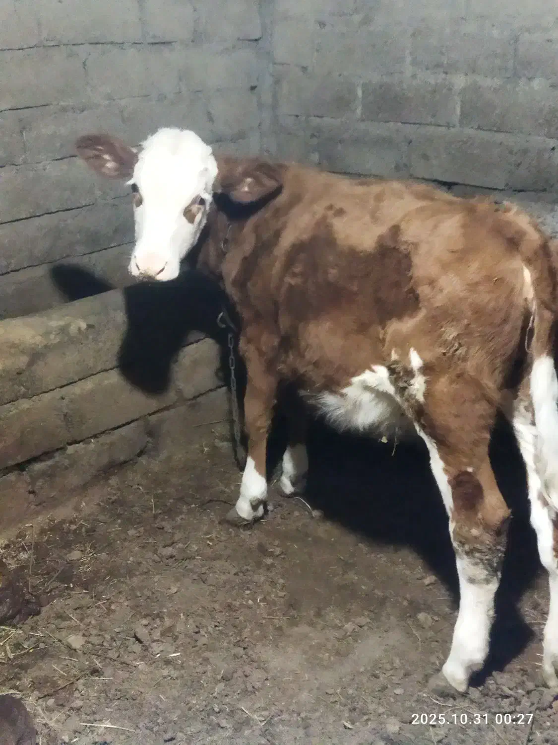 گوساله سیمینتال|حیوانات مزرعه|انزل, |دیوار