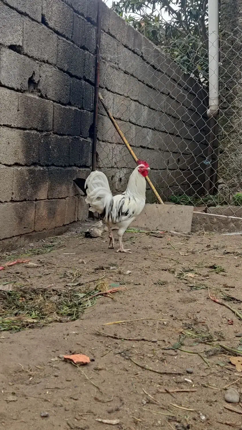 خروس گلین جوون|حیوانات مزرعه|چالوس, |دیوار