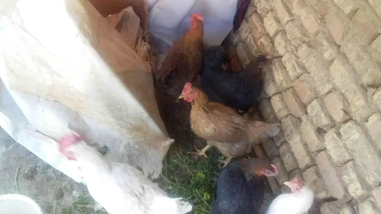 مرغ|حیوانات مزرعه|مبارکه, |دیوار