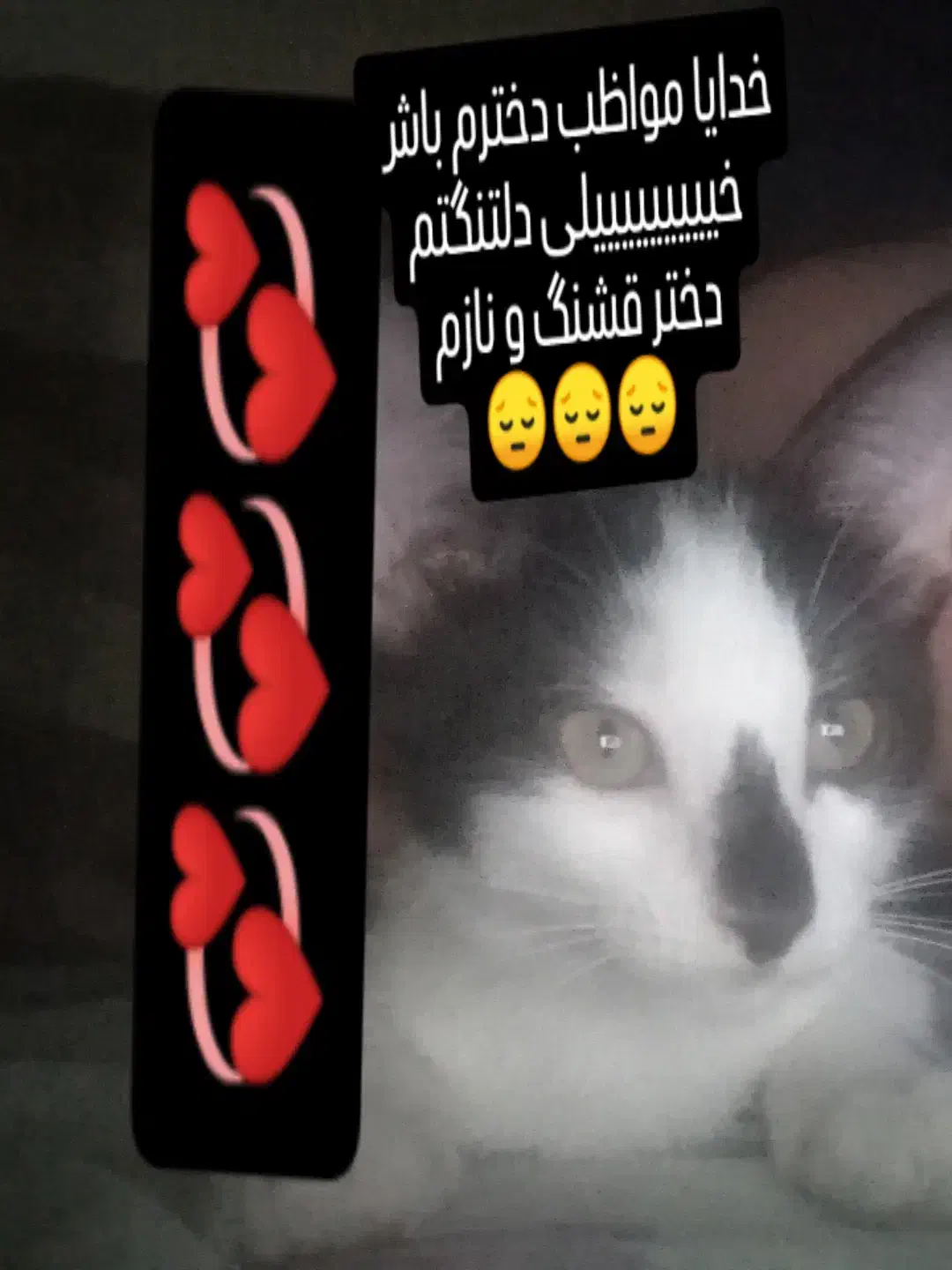 بچه گربه تاکسیدو گمشده|حیوانات|مشهد, شهید هاشمی نژاد|دیوار