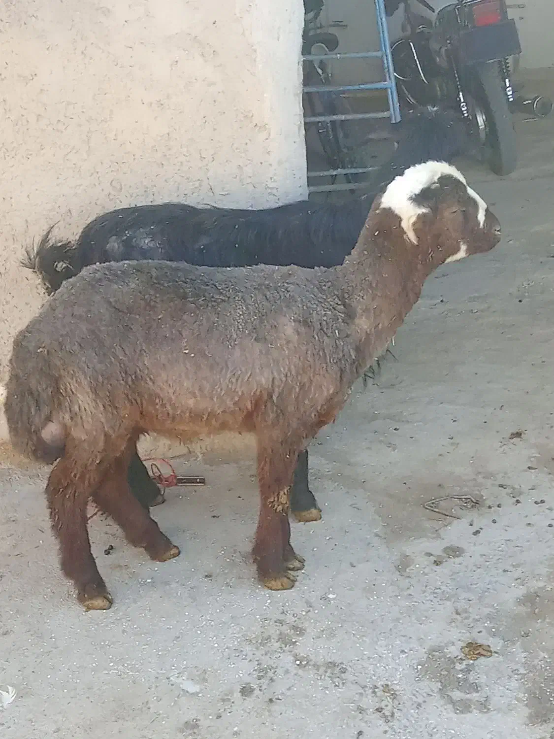 بره نر|حیوانات مزرعه|کنگاور, |دیوار