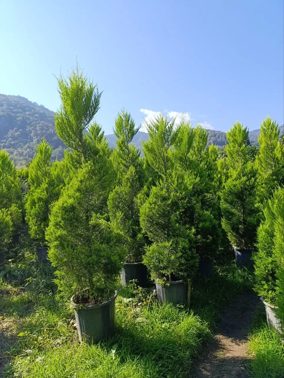 فروش لاسون پیچ و برگ بو ویاس جعبه و یوکا|گل و گیاه طبیعی|چابکسر, |دیوار