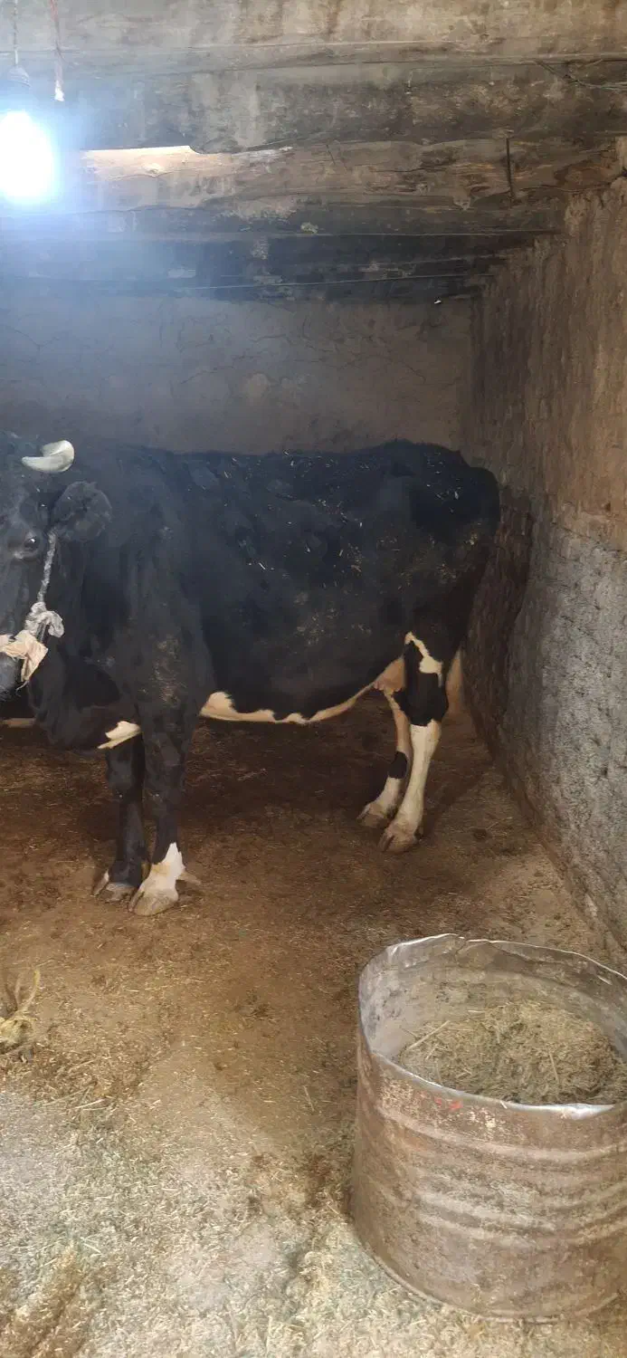 گاو شیری|حیوانات مزرعه|دینور, |دیوار